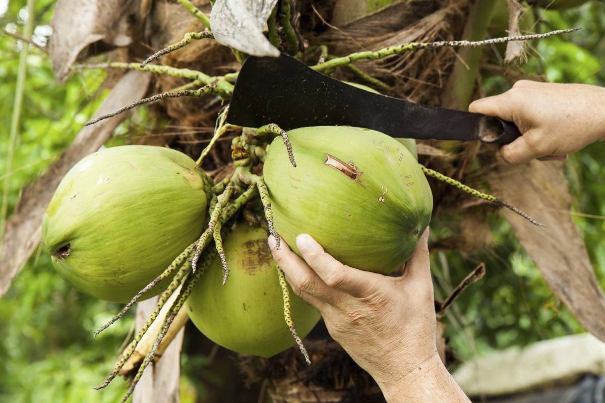 Man cuts down a coconut